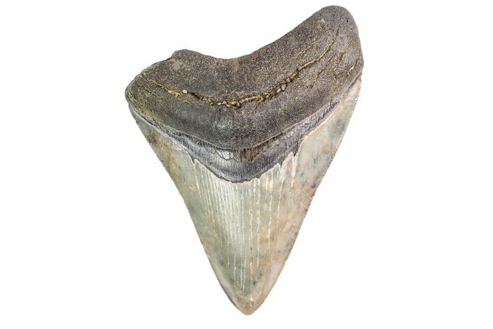 Fossil Megalodon Tooth - Georgia #151541